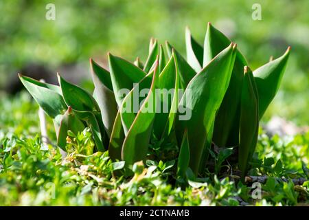 feuilles de tulipes qui ont augmenté dans le jardin tôt printemps sur une journée ensoleillée et lumineuse au milieu de l'herbe Banque D'Images