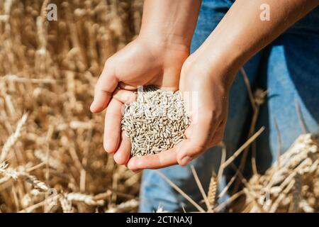 Vue de dessus d'une ferme de femme dans une combinaison debout à l'intérieur champ doré avec les mains pleines de grain de blé Banque D'Images