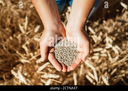 Vue de dessus d'une ferme de femme dans une combinaison debout à l'intérieur champ doré avec les mains pleines de grain de blé Banque D'Images