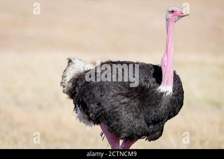 Masai ostrich (Struthio camelus massaicus) au Kenya, en Afrique Banque D'Images