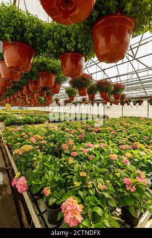 Les plantes ornementales et les fleurs poussent pour le jardinage dans la serre moderne Banque D'Images