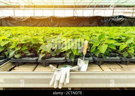 Poinsettia croissant dans des pots en serre ensoleillée. Production et culture de fleurs Banque D'Images