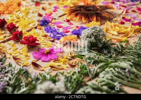 Gros plan de boutons de fleurs parfumés et de pétales délicats disposés sur table rustique en bois Banque D'Images