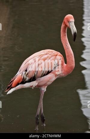 Grand Flamingo (phoenicoperus roseus) juvénile Banque D'Images