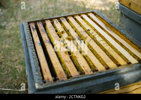 Ruche avec des nids d'abeilles en bois située dans l'apiaire dans la campagne dans l'été par beau temps Banque D'Images
