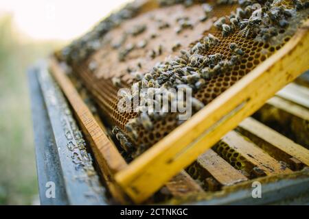 Ruche avec des nids d'abeilles en bois située dans l'apiaire dans la campagne dans l'été par beau temps Banque D'Images
