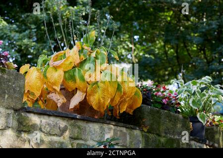 Le soleil d'automne ramasse les couleurs des feuilles de hosta dans le Petit jardin de moorland à 900ft à Niddings 18/09/2020 Banque D'Images