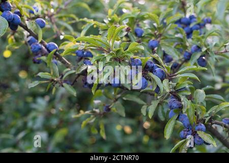 Baies de sloe sur Prunus spinosa - Royaume-Uni Banque D'Images