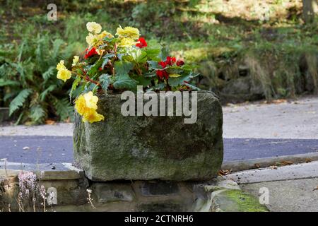 Dans un creux de pierre, le soleil d'automne ramasse la fleur et les couleurs des feuilles de la Begonia dans le petit jardin de landes à 900 pieds à Niddoadre Banque D'Images