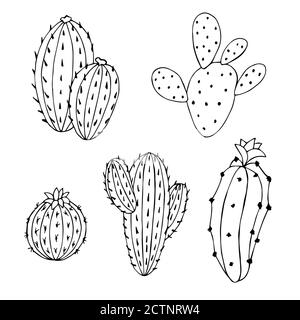 Cactus set Graphic art noir blanc isolé illustration vecteur Illustration de Vecteur