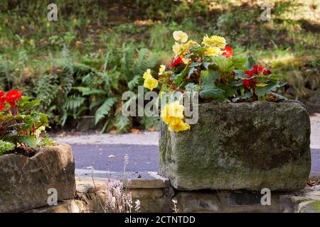 Dans un creux de pierre, le soleil d'automne ramasse la fleur et les couleurs des feuilles de la Begonia dans le petit jardin de landes à 900 pieds à Niddoadre Banque D'Images