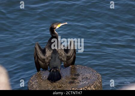 Un grand Cormorant est installé au soleil avec des ailes pour sécher et réchauffer. Les eaux de la mer du Nord sont froides et limitent la durée de l'alimentation Banque D'Images