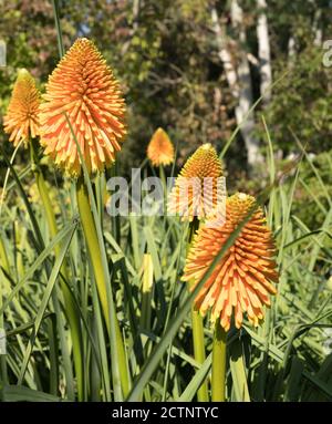 Exposition Red Hot Pokers kniphofia aux jardins Sir Harold Hiller Près de Romsey dans le Hampshire Banque D'Images