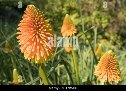 Exposition Red Hot Pokers kniphofia aux jardins Sir Harold Hiller Près de Romsey dans le Hampshire Banque D'Images