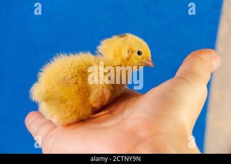 Petite caille poussin maladies de caille. Poulet jaune nouveau-né. Poussin éclos d'un œuf. Banque D'Images