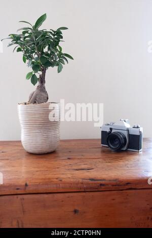 bonsai tree et caméra d'époque sur une table en bois taché contre un fond de mur Banque D'Images