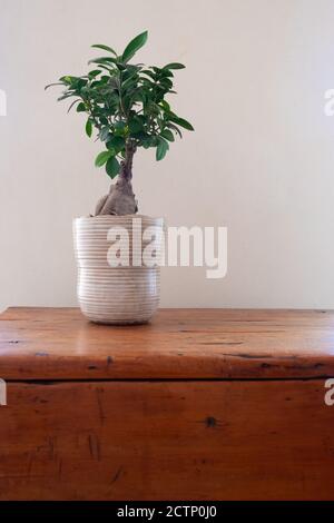 bonsai sur une table en bois tachée contre un mur arrière-plan Banque D'Images