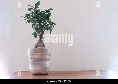 bonsai sur une table en bois tachée contre un mur arrière-plan Banque D'Images