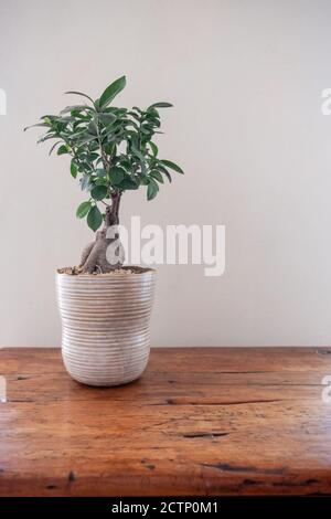 bonsai sur une table en bois tachée contre un mur arrière-plan Banque D'Images