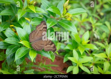 Un papillon de la Pansy au chocolat (Junonia ifita), au repos sur quelques feuilles vertes luxuriantes dans le jardin. Banque D'Images