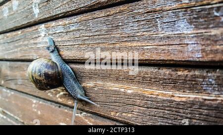 magnifique escargot sur banc de bois feuilles drool trail fleurs de bois Banque D'Images