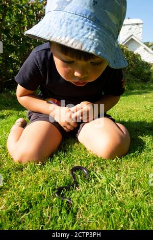 Garçon enfant de 3 ans portant un chapeau de soleil Ver lent sur l'herbe à l'extérieur dans le jardin de la nature Carmarthenshire PAYS DE GALLES ROYAUME-UNI KATHY DEWITT Banque D'Images