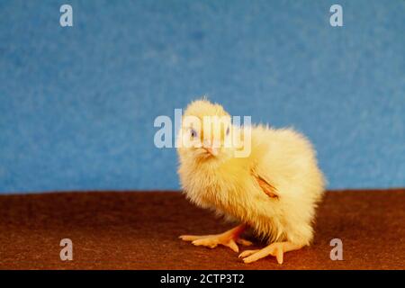 Petite caille poussin maladies de caille. Poulet jaune nouveau-né. Poussin éclos d'un œuf. Banque D'Images