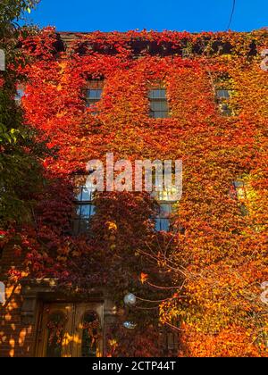 Ivy aux couleurs rouge foncé et orange de l'automne couvrant une maison en briques à Brooklyn, NY Banque D'Images