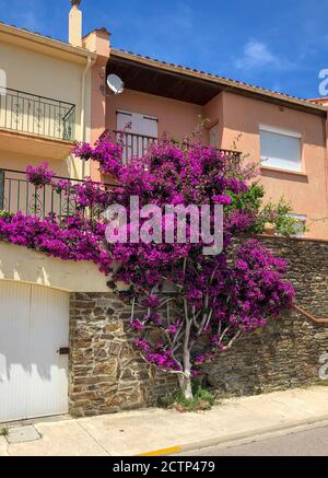 Bougainvillea en pleine croissance sur le côté d'une maison à Port Vendres, en France, près de la mer Méditerranée Banque D'Images