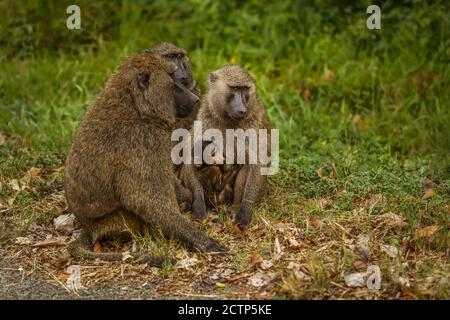 Chacma babouin (Papio ursinus) mère hugs jeune bébé mignon babouin, parc national de la forêt de Kibale, Ouganda. Banque D'Images