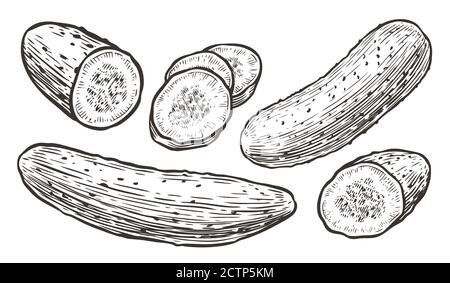 Esquisse de concombres. Légumes, illustration vectorielle d'aliments naturels Illustration de Vecteur
