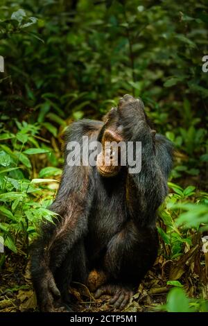 Portrait de Chimpanzé (Pan troglodytes schweinfurtii), Parc national de la forêt de Kibale, montagnes Rwenzori, Ouganda. Banque D'Images