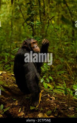 Portrait de Chimpanzé (Pan troglodytes schweinfurtii), Parc national de la forêt de Kibale, montagnes Rwenzori, Ouganda. Banque D'Images