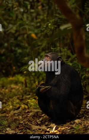 Portrait de Chimpanzé (Pan troglodytes schweinfurtii), Parc national de la forêt de Kibale, montagnes Rwenzori, Ouganda. Banque D'Images