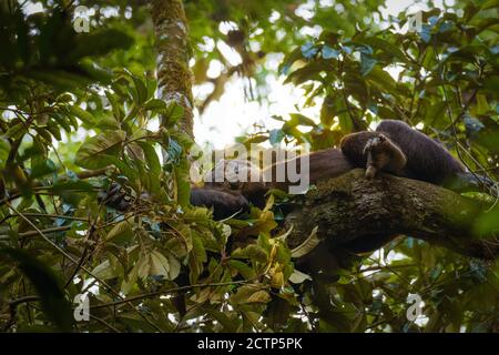 Chimpanzee commun (Pan troglodytes schweinfurtii) détente dans un arbre, Parc national de la forêt de Kibale, montagnes Rwenzori, Ouganda. Banque D'Images