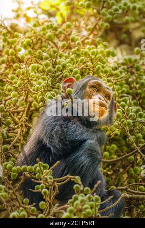 Un peu commun Chimpanzee ( Pan troglodytes schweinfurtii) assis dans un arbre manger, Kibale Forest National Park, Rwenzori Mountains, Ouganda. Banque D'Images