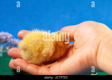 Petite caille poussin maladies de caille. Poulet jaune nouveau-né. Poussin éclos d'un œuf. Banque D'Images