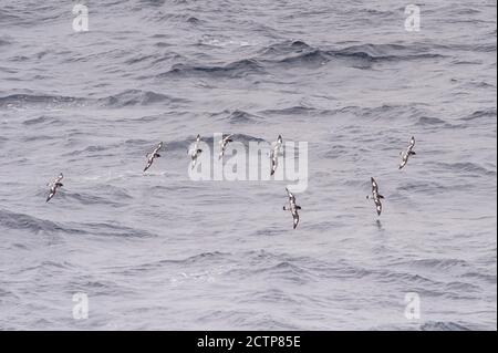 Cape Pétrol, Daption Capense, antarctique Banque D'Images