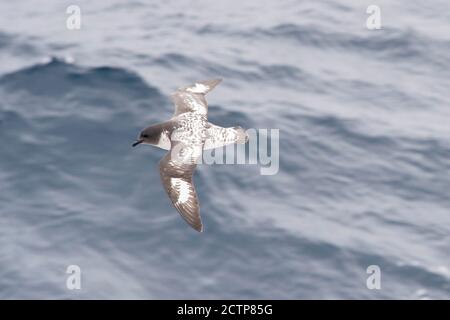 Cape Pétrol, Daption Capense, antarctique Banque D'Images