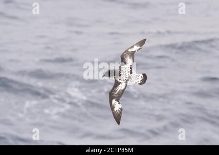 Cape Pétrol, Daption Capense, antarctique Banque D'Images