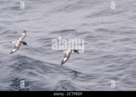 Cape Pétrol, Daption Capense, antarctique Banque D'Images