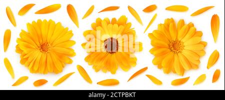 Trois têtes de fleurs de calendula (marigold) dans une rangée et pétales isolé sur fond blanc Banque D'Images