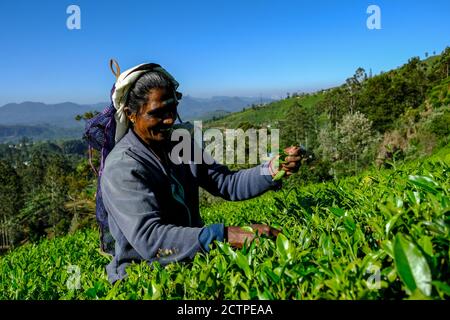 Nuwara Eliya, Sri Lanka - janvier 2020 : une femme cueille des feuilles de thé dans une plantation de thé le 24 janvier 2020 à Nuwara Eliya, Sri Lanka. Banque D'Images