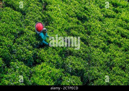 Nuwara Eliya, Sri Lanka - janvier 2020 : une femme cueille des feuilles de thé dans une plantation de thé le 24 janvier 2020 à Nuwara Eliya, Sri Lanka. Banque D'Images