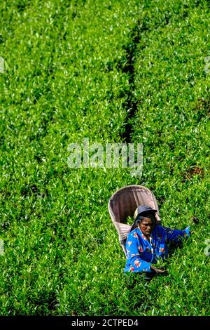 Nuwara Eliya, Sri Lanka - janvier 2020 : une femme cueille des feuilles de thé dans une plantation de thé le 24 janvier 2020 à Nuwara Eliya, Sri Lanka. Banque D'Images