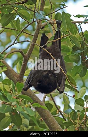 Christmas Island Flying-Fox (Pteropus natalis) adulte femelle accrochée à un arbre, espèce en voie de disparition Christmas Island, Australie Juillet Banque D'Images