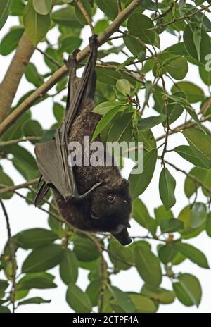 Christmas Island Flying-Fox (Pteropus natalis) adulte femelle accrochée à un arbre, espèce en voie de disparition Christmas Island, Australie Juillet Banque D'Images