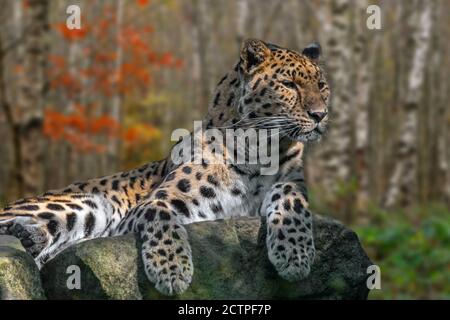 Amur léopard (Panthera pardus orientalis) reposant sur la roche dans la forêt de bouleau en automne, originaire du sud-est de la Russie et du nord de la Chine Banque D'Images