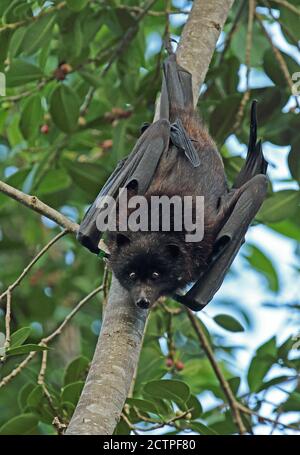 Christmas Island Flying-Fox (Pteropus natalis) adulte mâle suspendu à l'arbre, espèce en voie de disparition, anneaux sur ailes Christmas Island, Australie J Banque D'Images