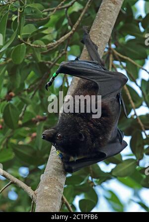 Christmas Island Flying-Fox (Pteropus natalis) adulte mâle suspendu à l'arbre, espèce en voie de disparition, anneaux sur ailes Christmas Island, Australie J Banque D'Images